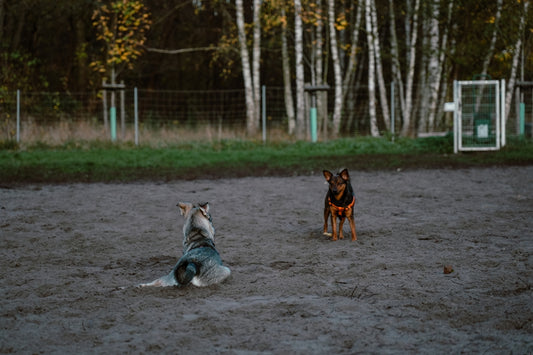 two dogs playing in a dirt field