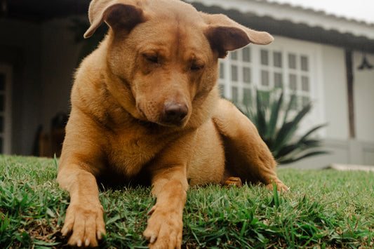 a puppy standing on grass