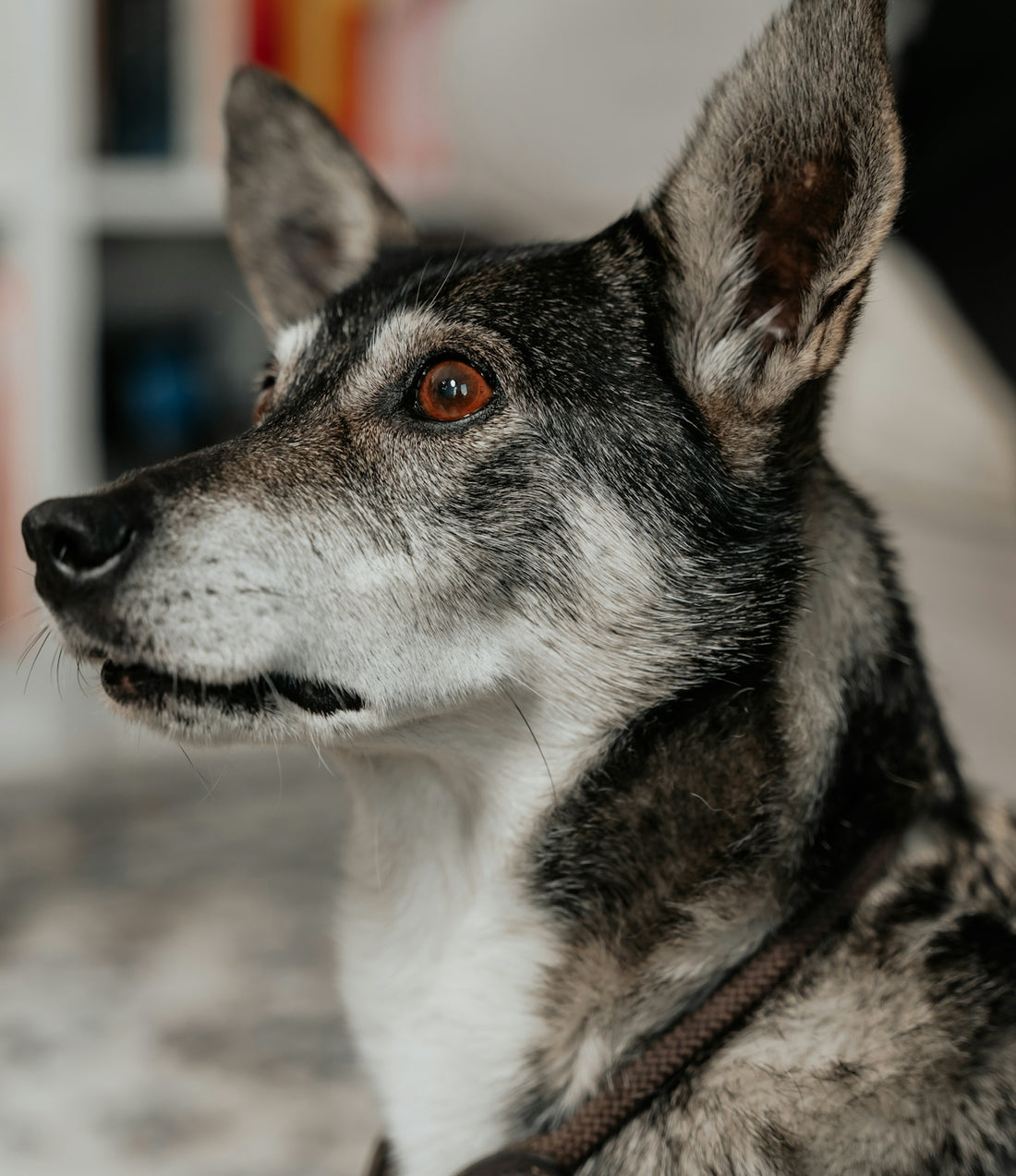 a dog looking at the camera