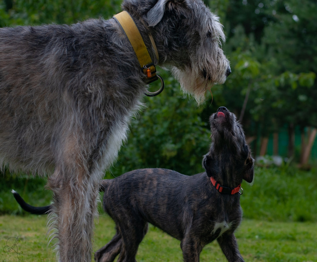 a dog licking another dog