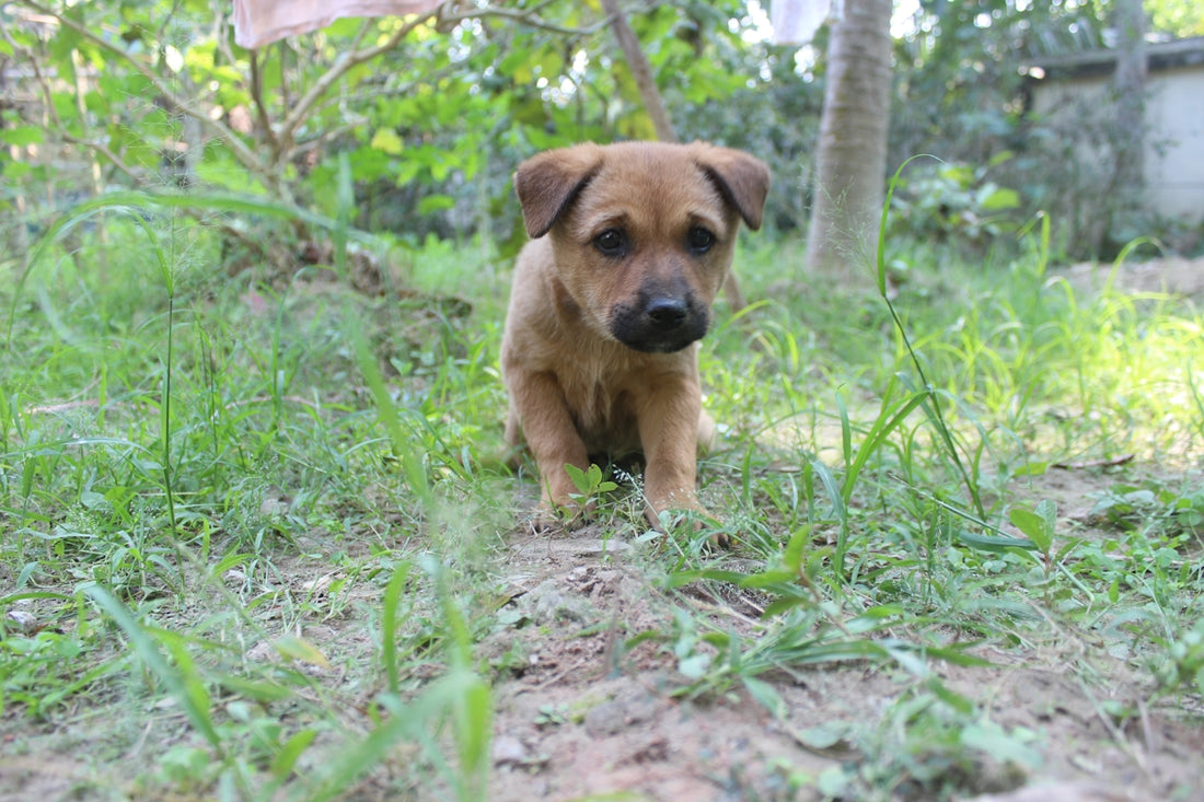 a small puppy walking in the grass