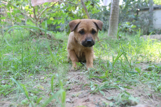 a small puppy walking in the grass