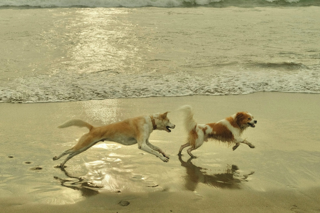 two dogs running on the beach near the water