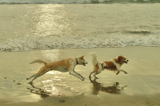 two dogs running on the beach near the water