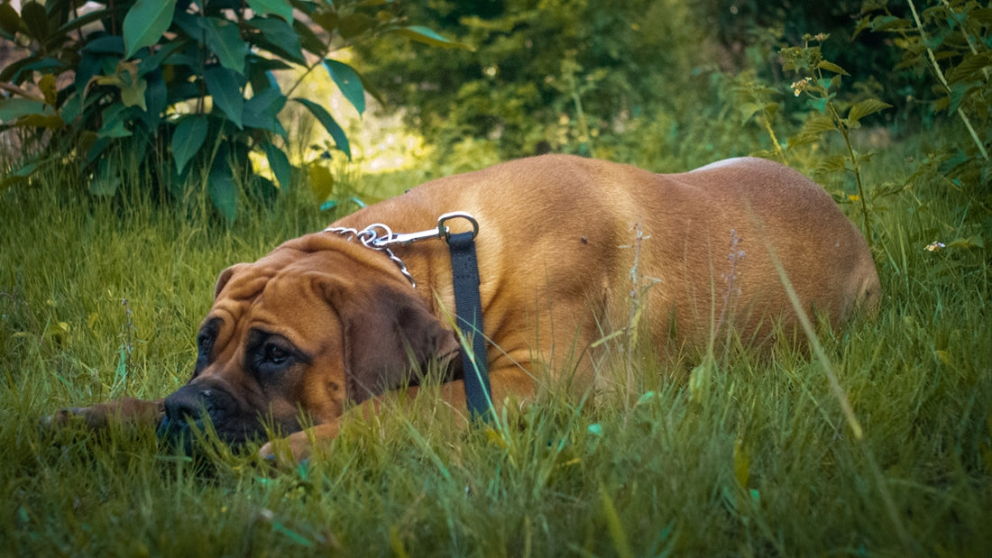 a large brown dog laying on top of a lush green field