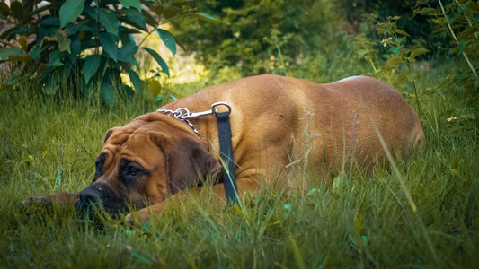 a large brown dog laying on top of a lush green field