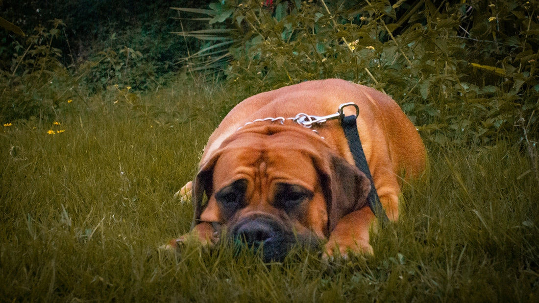 a large brown dog laying on top of a lush green field