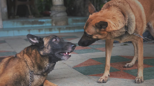 a couple of dogs standing on top of a tiled floor