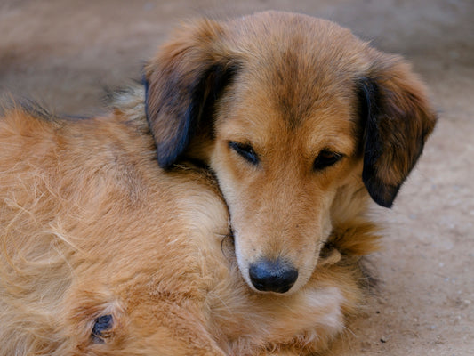 a brown dog laying on top of a sandy ground