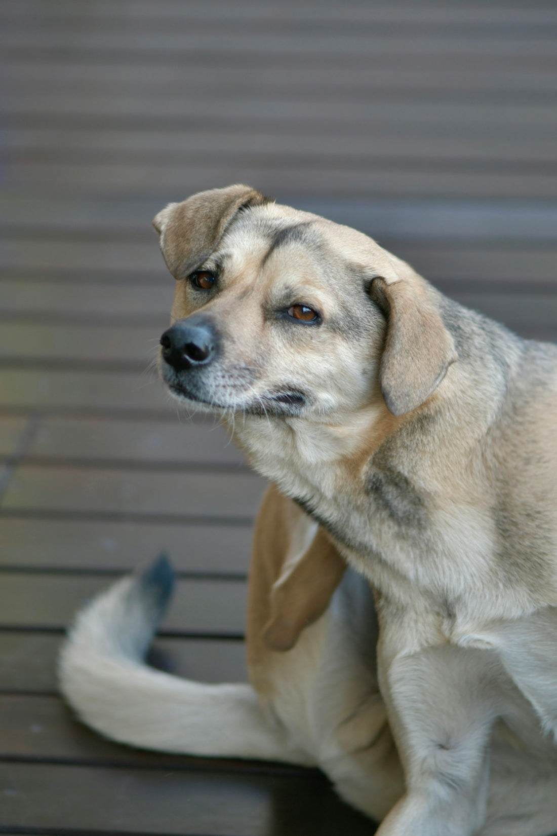 un chien est assis sur un sol en bois