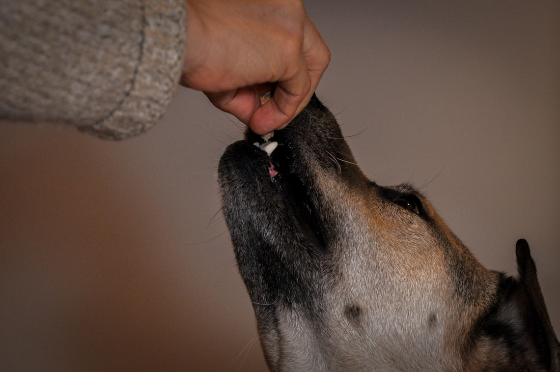 a person feeding a dog a piece of food