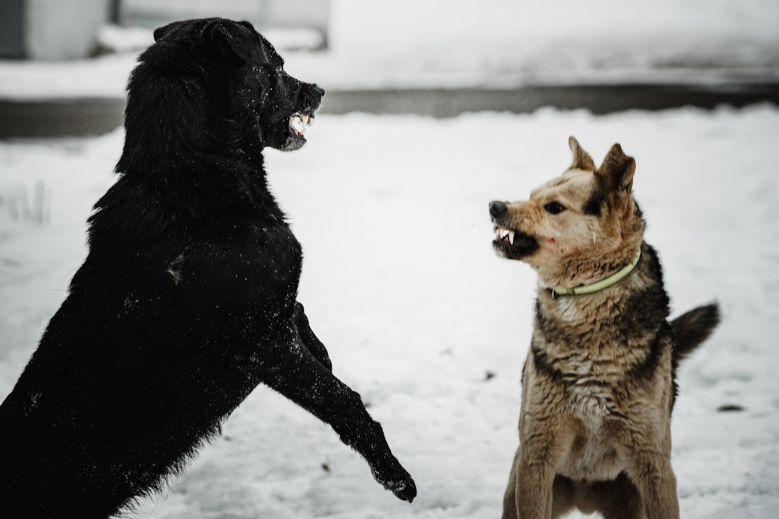 two dogs playing in the snow with each other