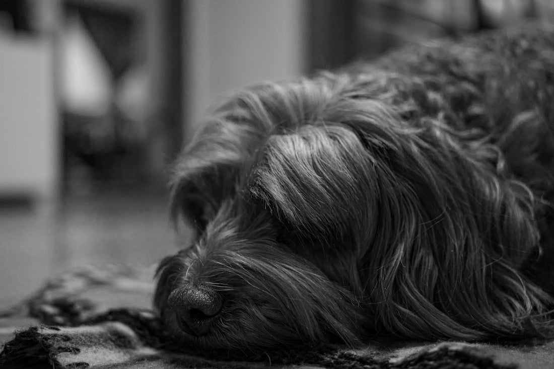 a black and white photo of a dog laying on the floor