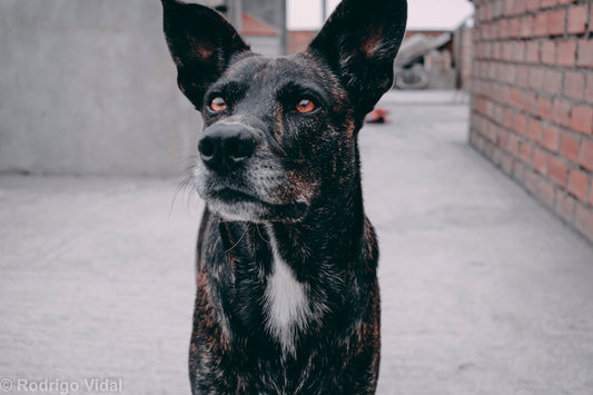 a black and brown dog standing next to a brick wall