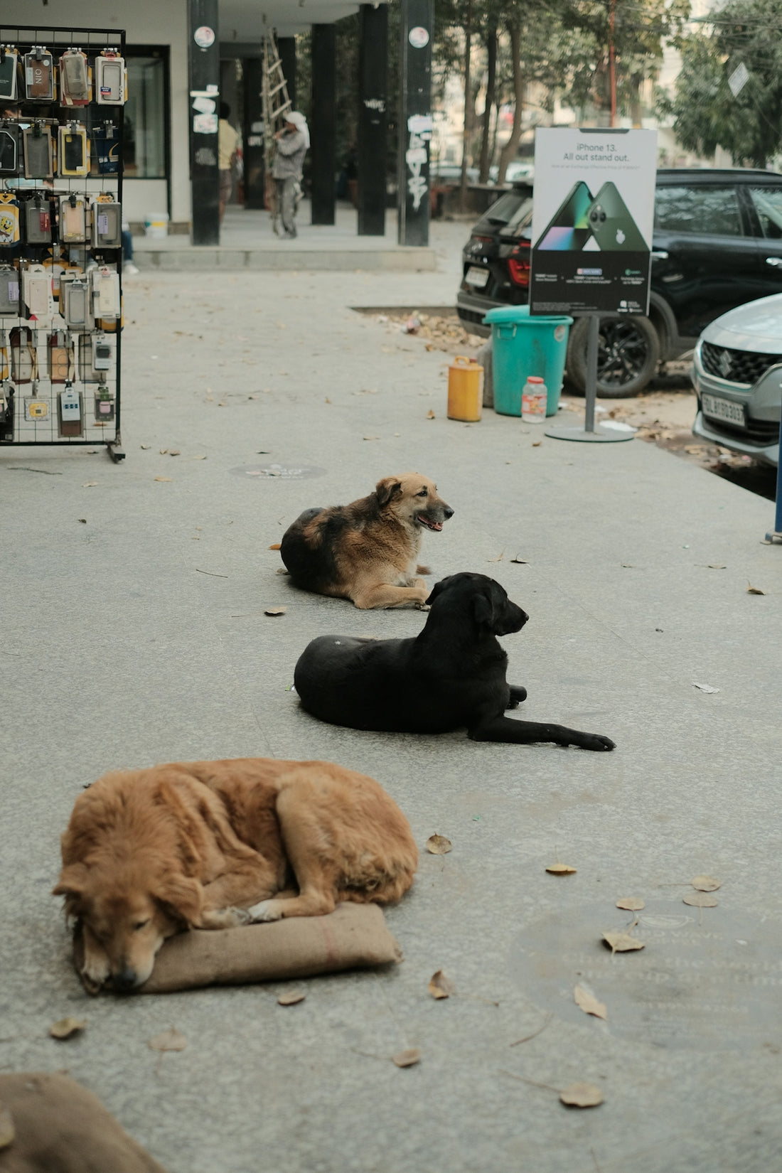 a couple of dogs laying on top of a sidewalk