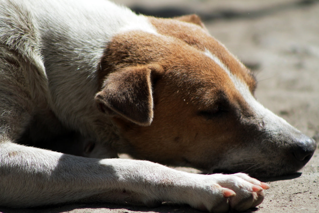 a brown and white dog laying on top of a sandy beach