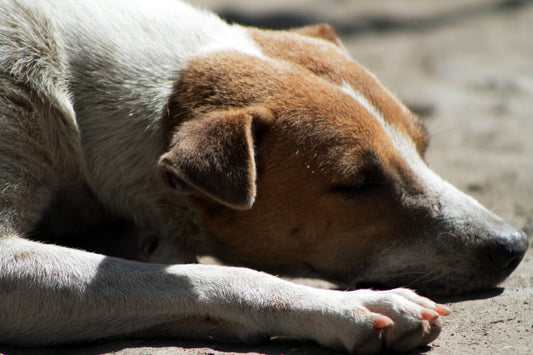 a brown and white dog laying on top of a sandy beach
