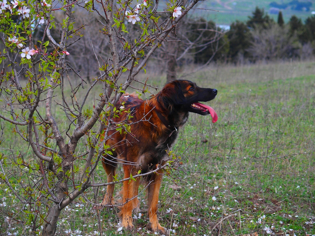 a large brown dog standing next to a tree