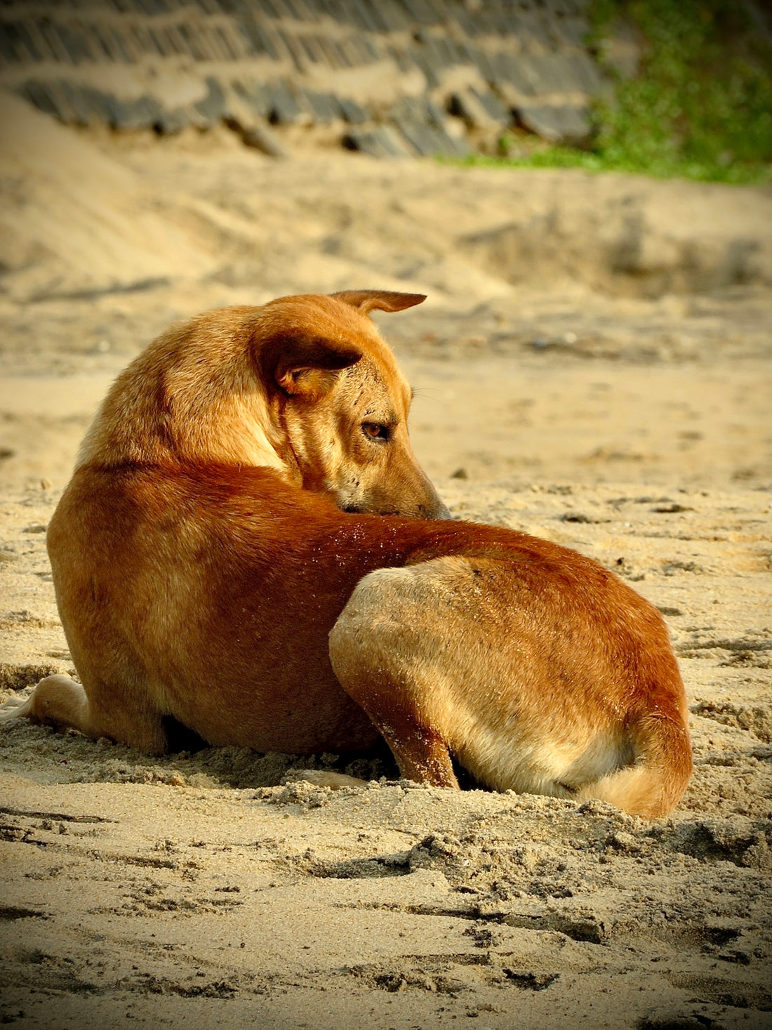 a couple of dogs laying on top of a sandy beach