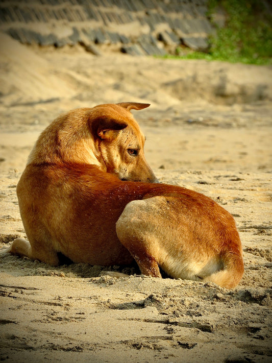 a couple of dogs laying on top of a sandy beach