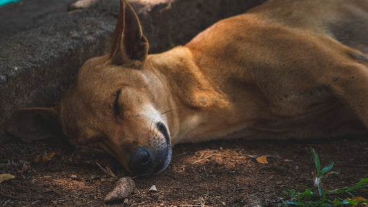 a brown dog laying on top of a dirt field