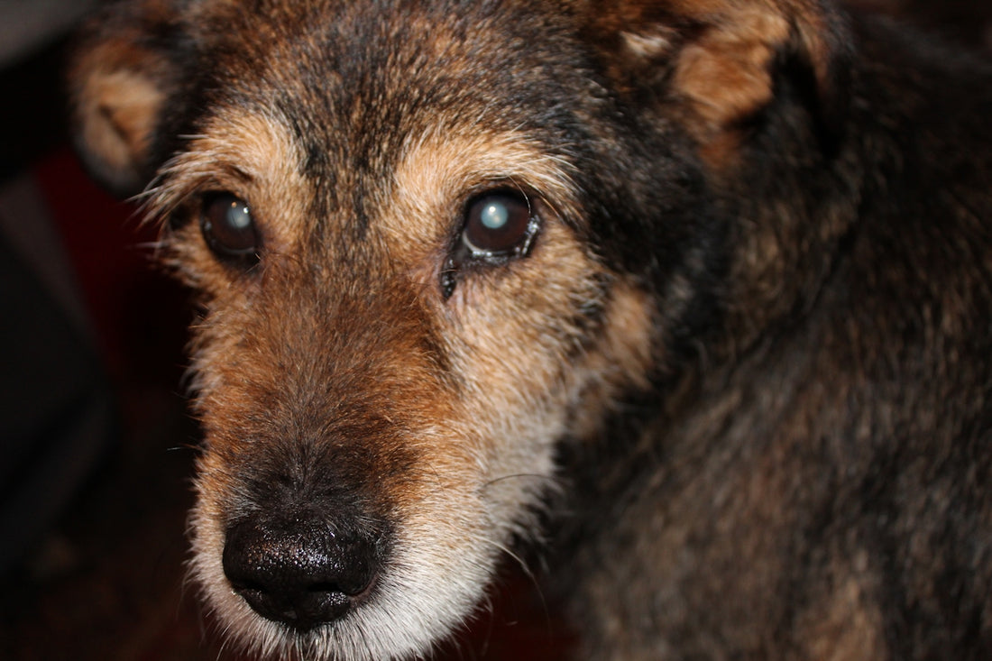 a close up of a dog's face with a blurry background