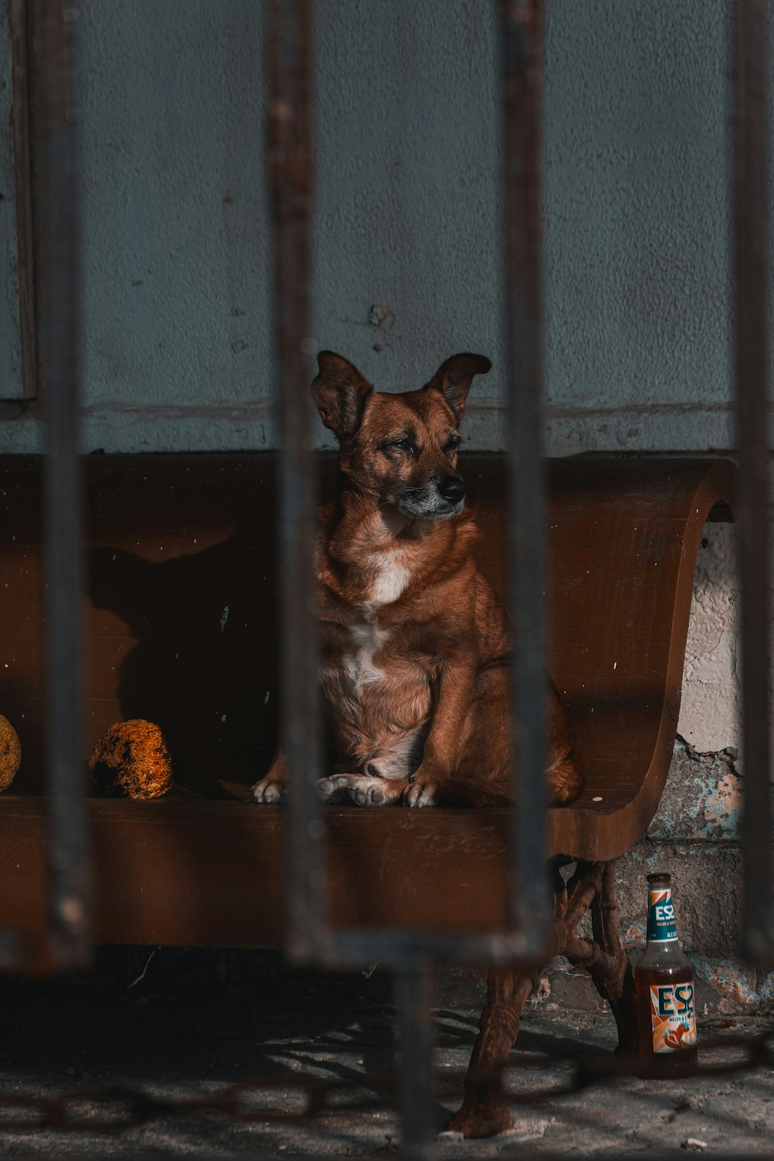 a dog sitting on a bench behind bars