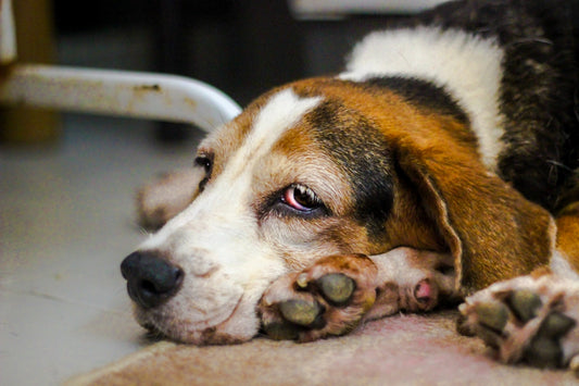 a brown and white dog laying on top of a floor