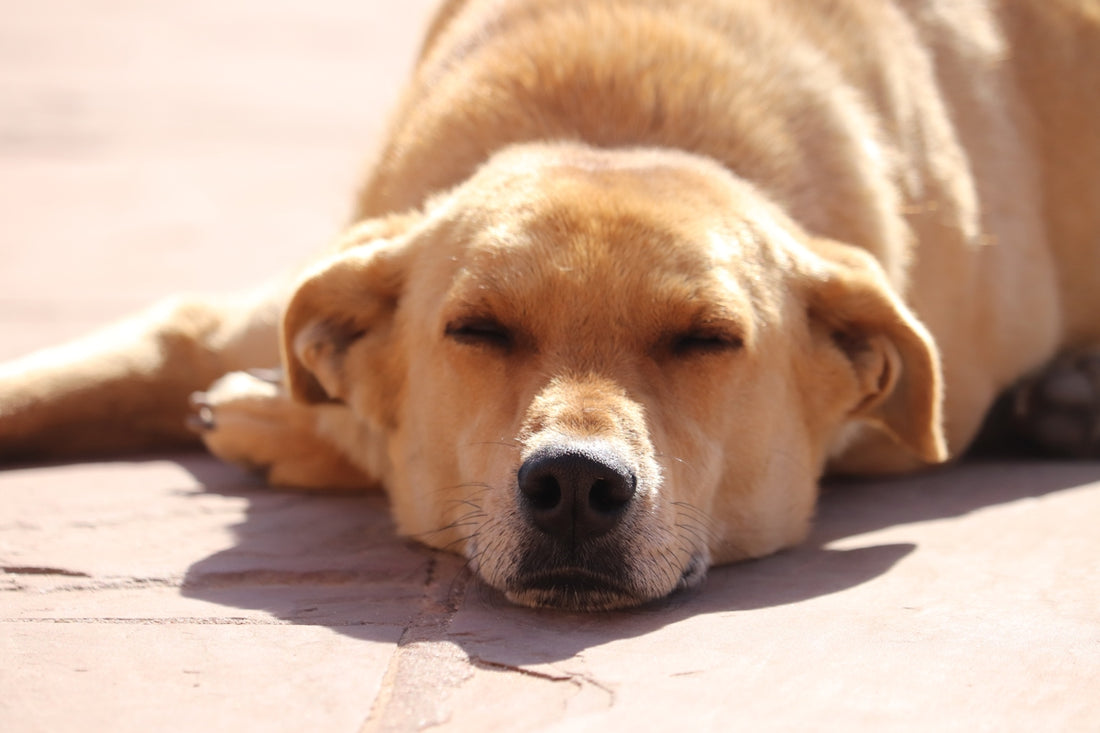 a close up of a dog laying on the ground