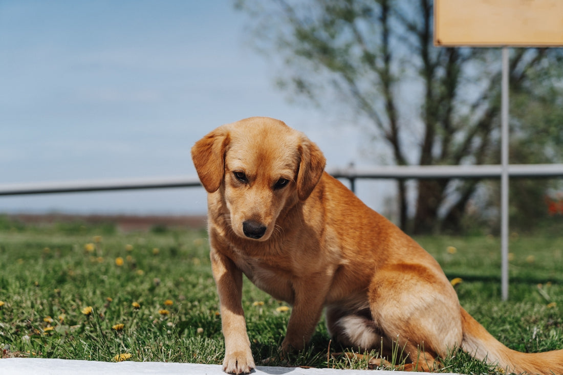 a brown dog sitting on top of a lush green field