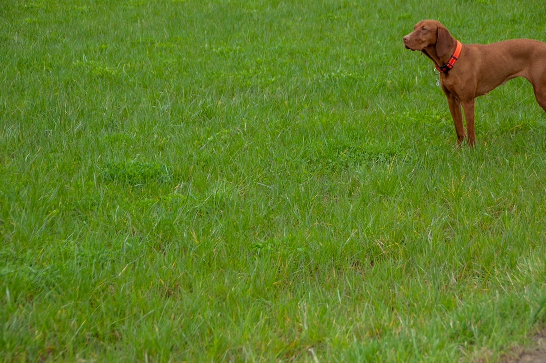 a brown dog standing on top of a lush green field