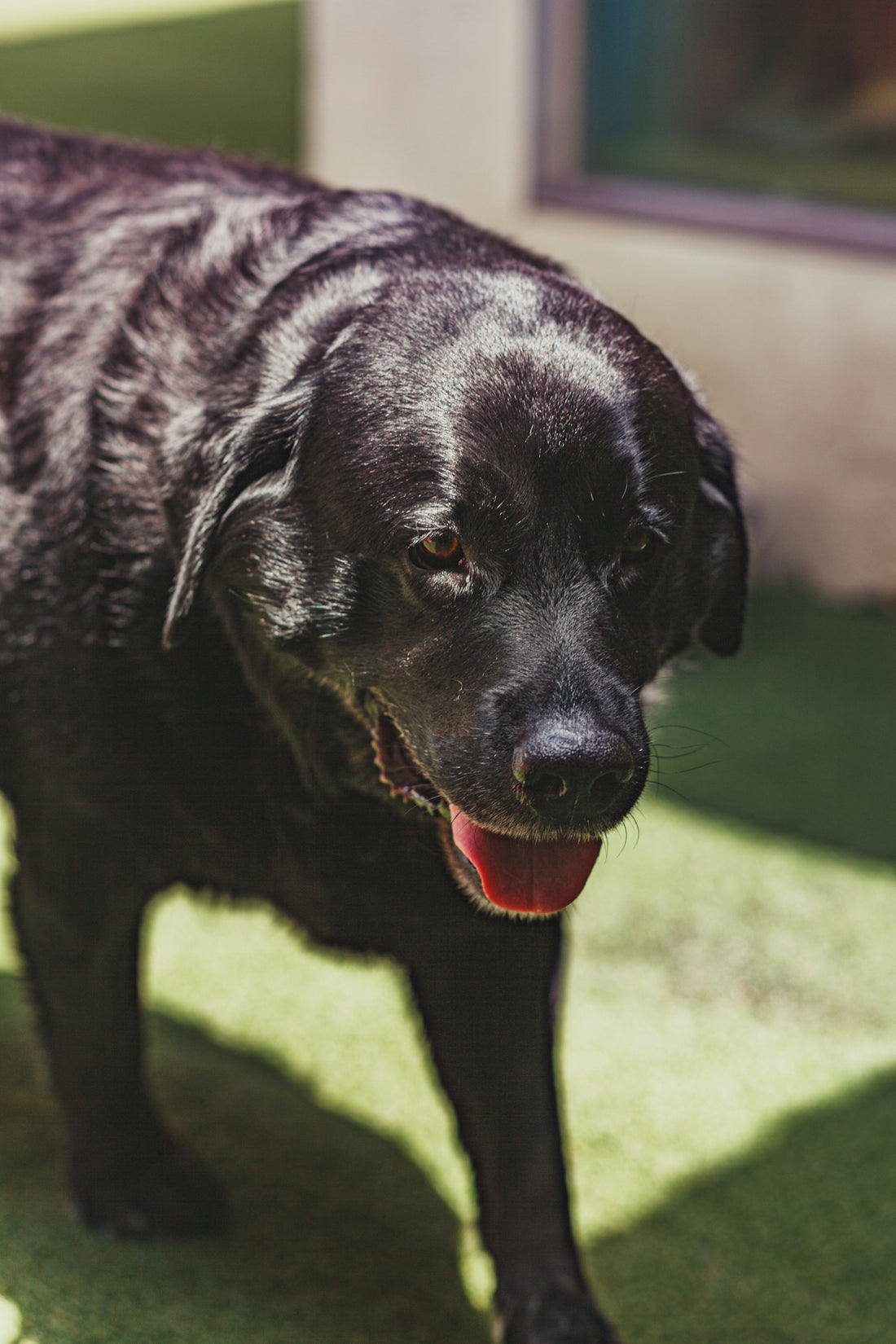 a black dog standing on top of a lush green field