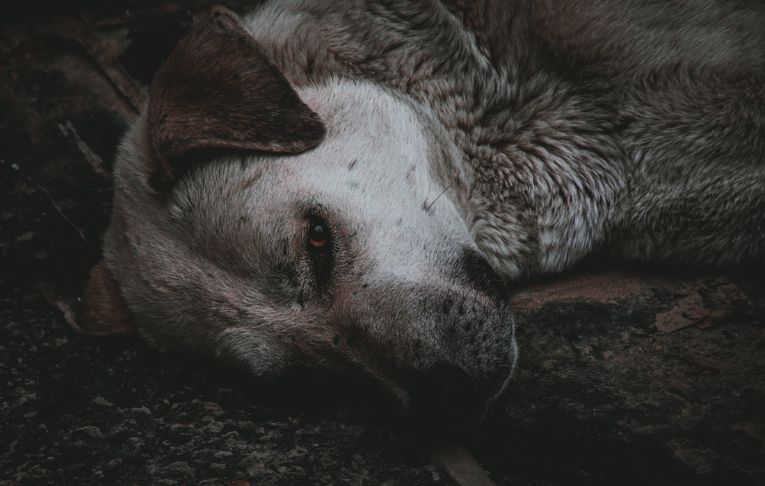 a close up of a dog laying on the ground