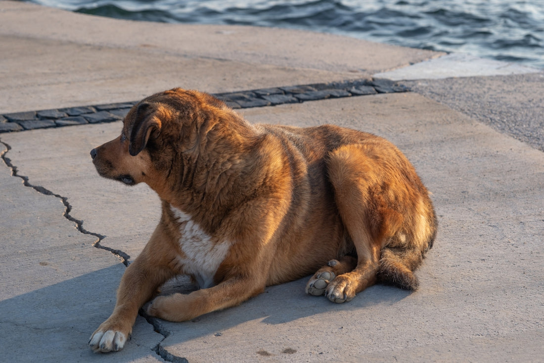 a large brown dog laying on top of a sidewalk