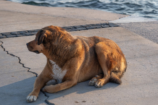 a large brown dog laying on top of a sidewalk