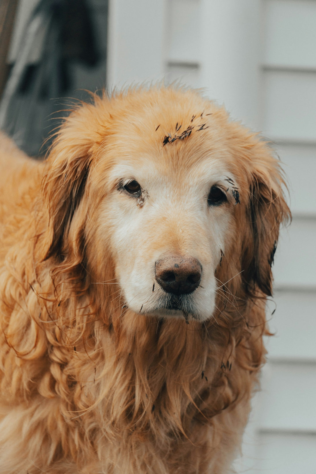 a close up of a dog's face with stitches on it