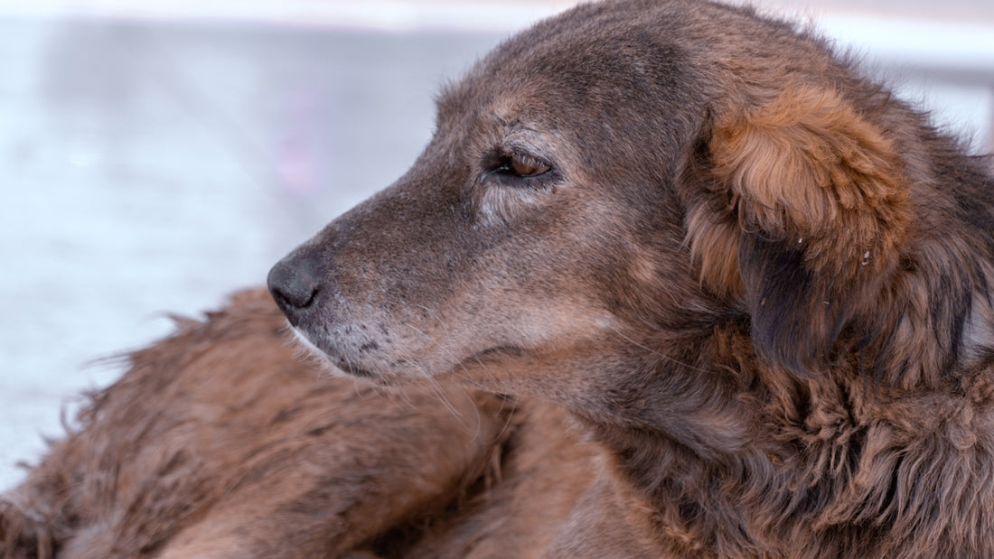 a close up of a dog laying on the ground