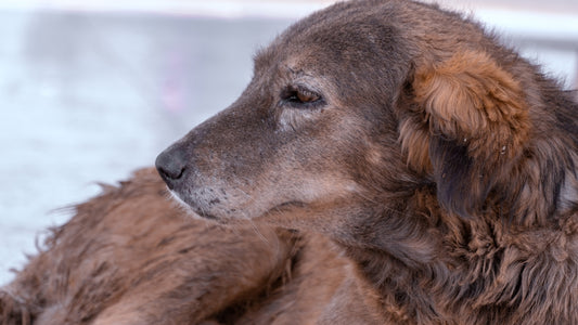 a close up of a dog laying on the ground