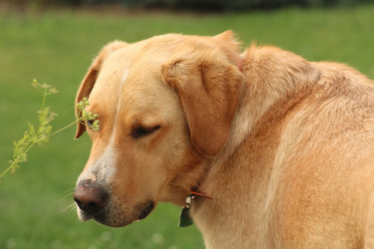 a dog with its eyes closed and a plant in its mouth