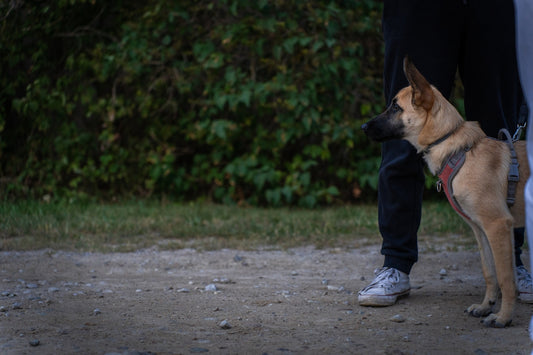 Ein Hund, der neben einer Person auf einem Schotterweg steht.