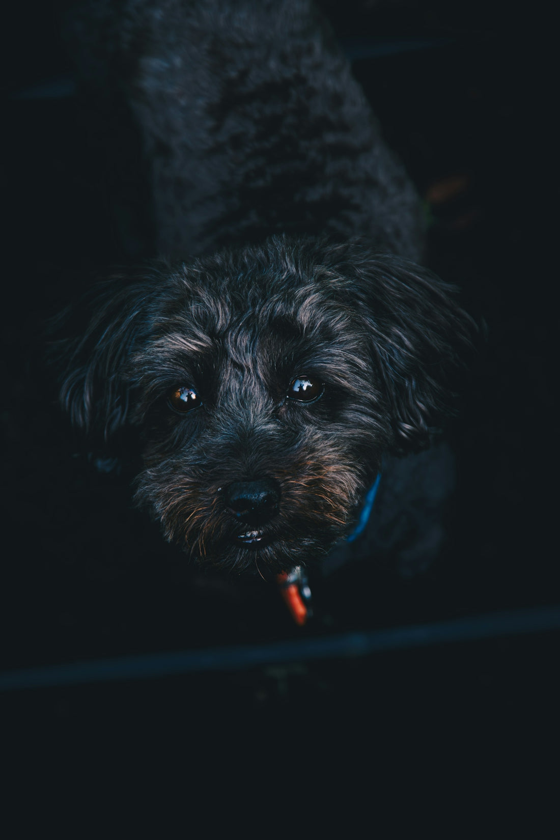 a small black dog with a red collar