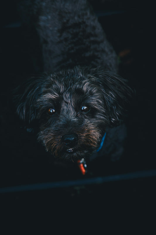 a small black dog with a red collar
