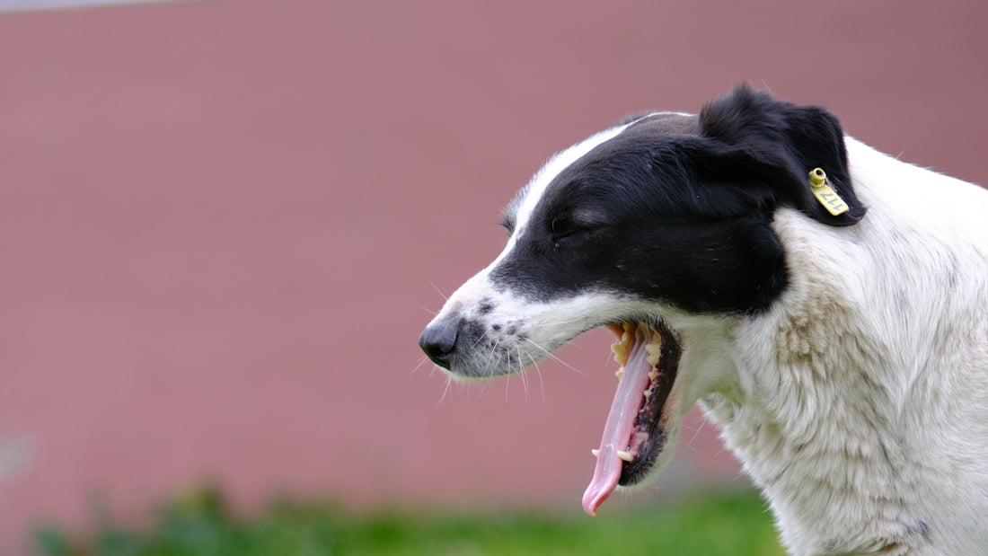 a black and white dog with its mouth open