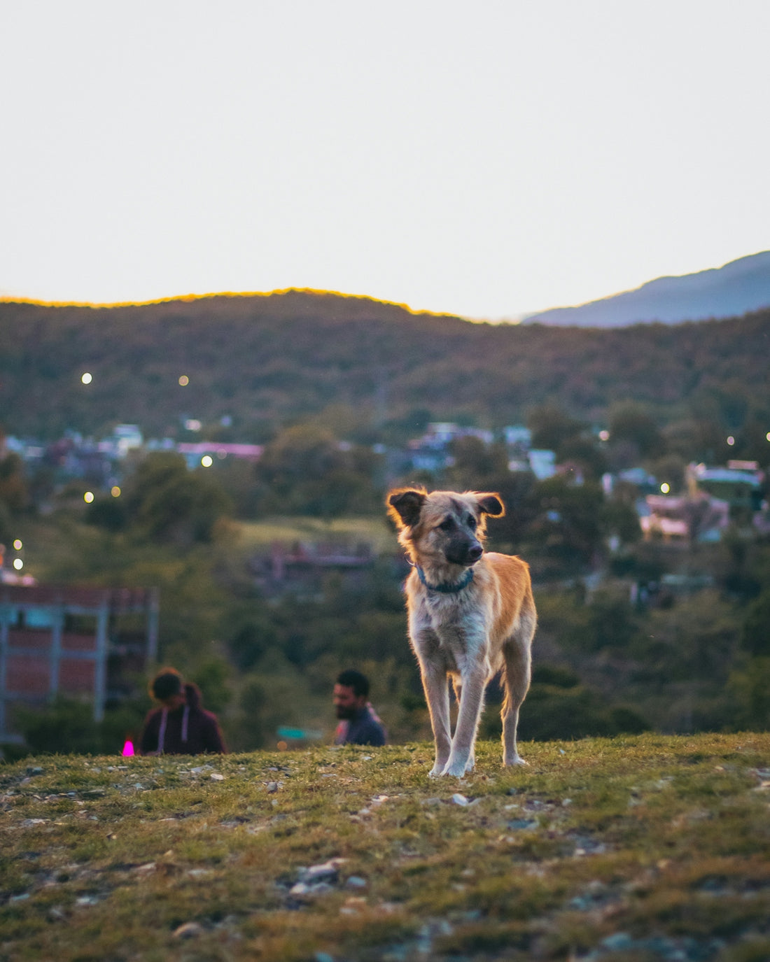 a dog that is standing in the grass