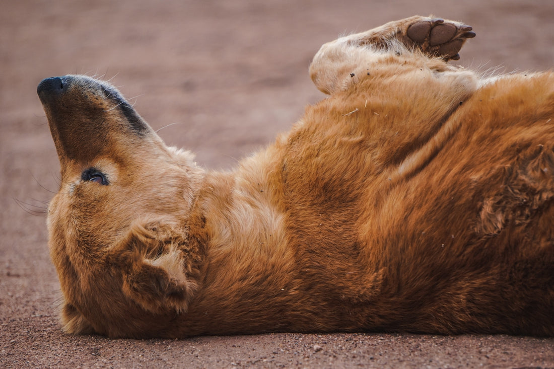a close up of a dog laying on its back
