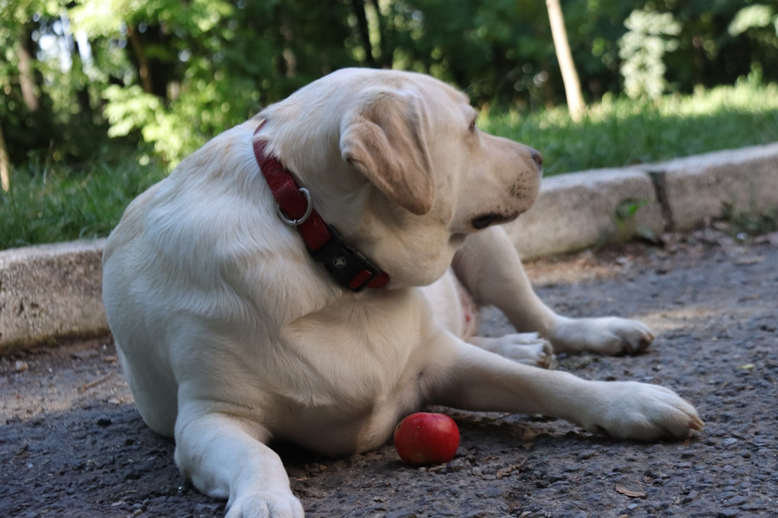 a white dog laying on the ground with a red ball