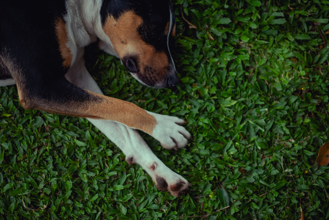 ein Hund, der auf einem üppigen grünen Feld liegt