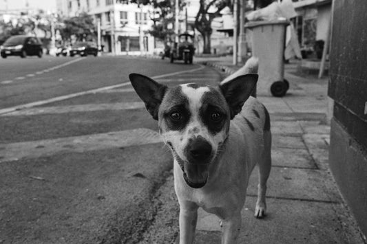 a black and white photo of a dog on a city street