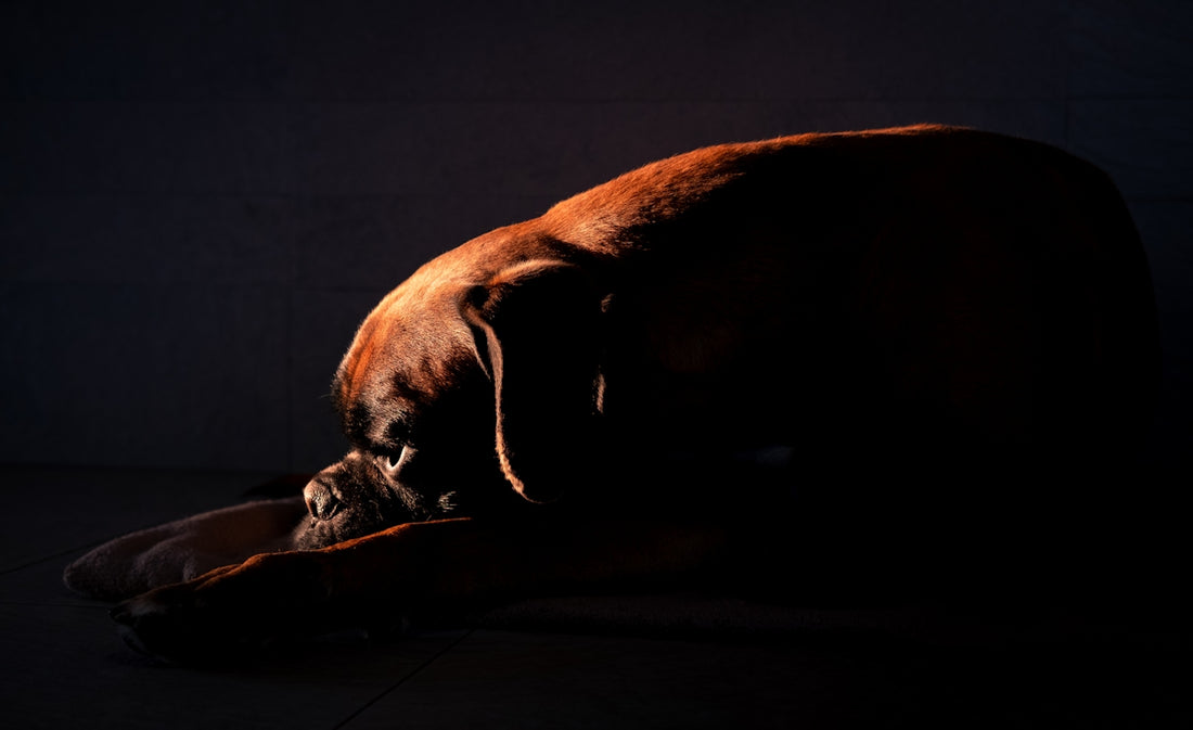 a large brown dog laying on top of a floor