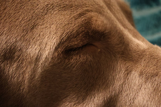 a close up of a dog's face with a towel in the background